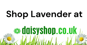 Shop lavender
